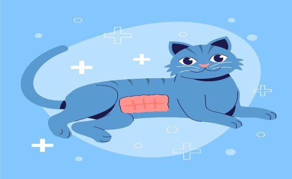 image de chat avec pansement suite à stérilisation