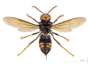 Frelon asiatique